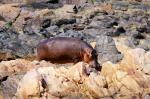 Ruaha NP