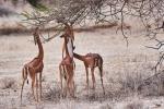 Gerenuk