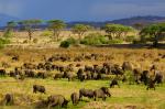 Ruaha NP