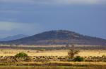 Ruaha NP