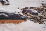 Hippos im Marafluß