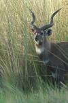 Sitatunga