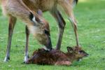 Sitatunga-Nachwuchs