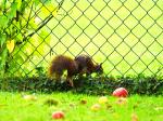 Ab durch die Hecke(ne Zaun)