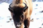 Wisent