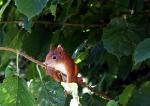 Besuch im Garten II