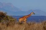 Netzgiraffe Samburu