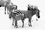 Zebras