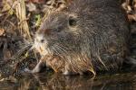 Nutria