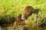 Nutria