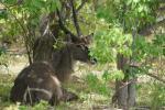 Wasserbock