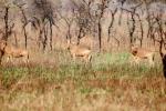 Jacksons Hartebeest