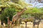 Giraffen, Zebras in Selous