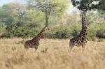 Uganda Giraffen