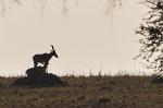 Jacksons Hartebeest