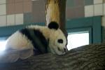 Fu Long