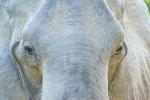 Elefant in Ruaha