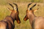 Topi Antilopen, Kenia