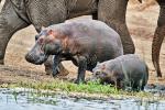 Elefant scheucht Hippos am Kazinga Channel