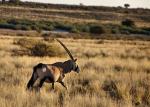 Oryx in der Kalahari