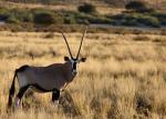Oryx in der Kalahari 01