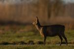 Posing im Abendlicht