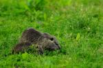 Nutria mit Jungtier