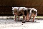 Kleine Hängebauchschweinerei