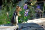 chipmunk