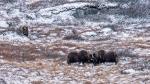 Muskox - ringen