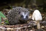 Igel