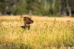 Yellowstone