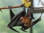 Flughund im Berliner Tierpark