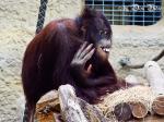 Affe im Rostocker Zoo 03