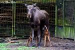 Elch mit jungen im Rostocker Zoo