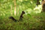 Eichhörnchen im Herzogspark