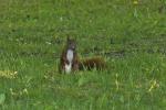 Eichhörnchen am Boden