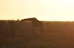 Etosha Giraffe