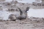 Etosha Warzenschwein