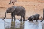 Etosha Elefanten