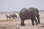 Etosha Spitzmaulnashorn