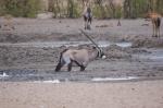 Etosha Orxy