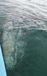 Grauwal unterm Boot 3