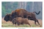 Wisent im Galopp