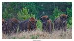 Wisent