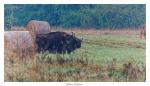 Nationalpark Bialowieza