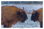 Wisent Halbportrait