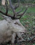Hirsch II