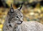 Luchs