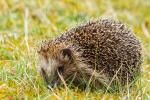 Igel